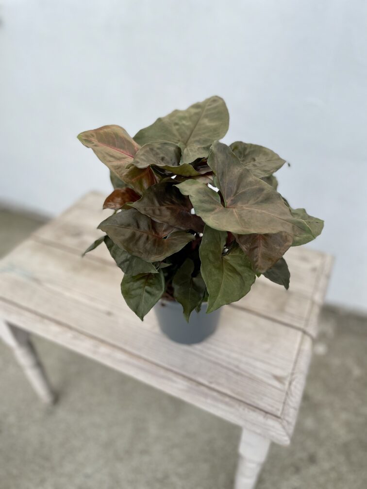 Zdjęcie rosliny doniczkowej Syngonium Maria, ujęcie 3