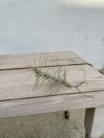 Zdjęcie rosliny doniczkowej Tillandsia funckiana (Oplątwa), ujęcie 1