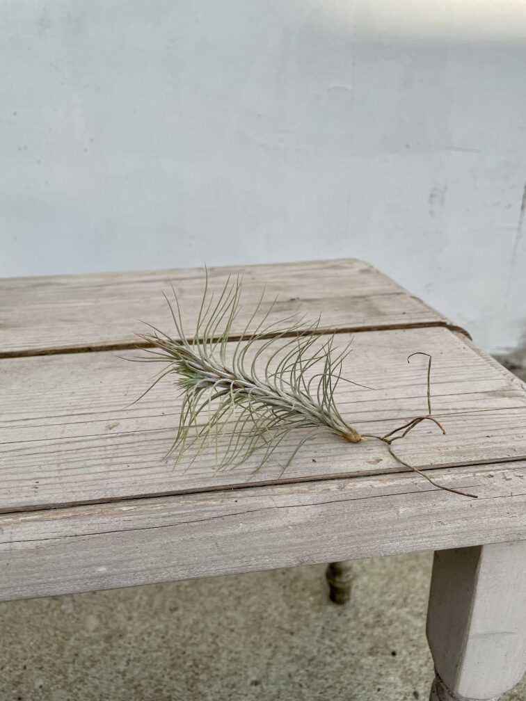 Zdjęcie rosliny doniczkowej Tillandsia funckiana (Oplątwa), ujęcie 1