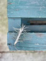 Zdjęcie rosliny doniczkowej Tillandsia funckiana (Oplątwa), ujęcie 2