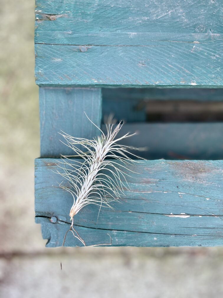 Zdjęcie rosliny doniczkowej Tillandsia funckiana (Oplątwa), ujęcie 2