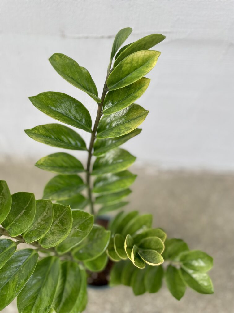 Zdjęcie rosliny doniczkowej Zamioculcas zamiifolia variegata, ujęcie 2