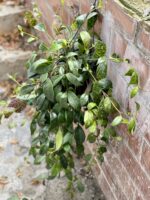 Zdjęcie rosliny doniczkowej Aeschynanthus Marmoratus (Marmurkowy), ujęcie 5