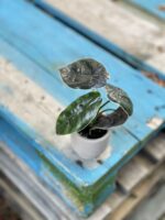 Zdjęcie rosliny doniczkowej Alocasia Azlanii, ujęcie 1