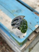 Zdjęcie rosliny doniczkowej Alocasia Azlanii, ujęcie 2