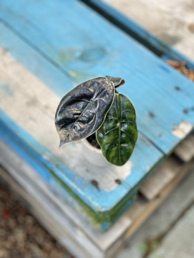 Zdjęcie rosliny doniczkowej Alocasia Azlanii, ujęcie 2