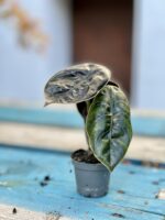 Zdjęcie rosliny doniczkowej Alocasia Azlanii, ujęcie 3