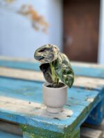 Zdjęcie rosliny doniczkowej Alocasia Azlanii, ujęcie 4