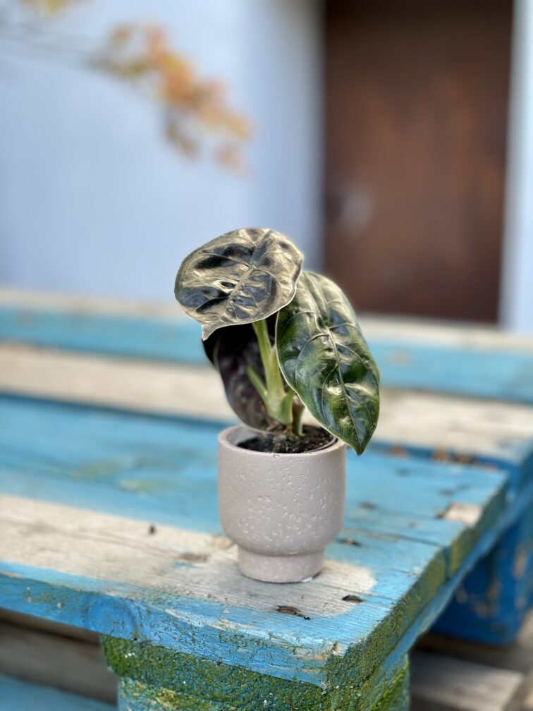 Zdjęcie rosliny doniczkowej Alocasia Azlanii, ujęcie 4