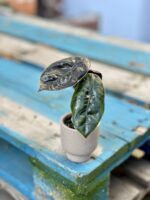 Zdjęcie rosliny doniczkowej Alocasia Azlanii, ujęcie 5