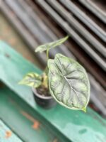 Zdjęcie rosliny doniczkowej Alocasia Dragon Scale, ujęcie 1
