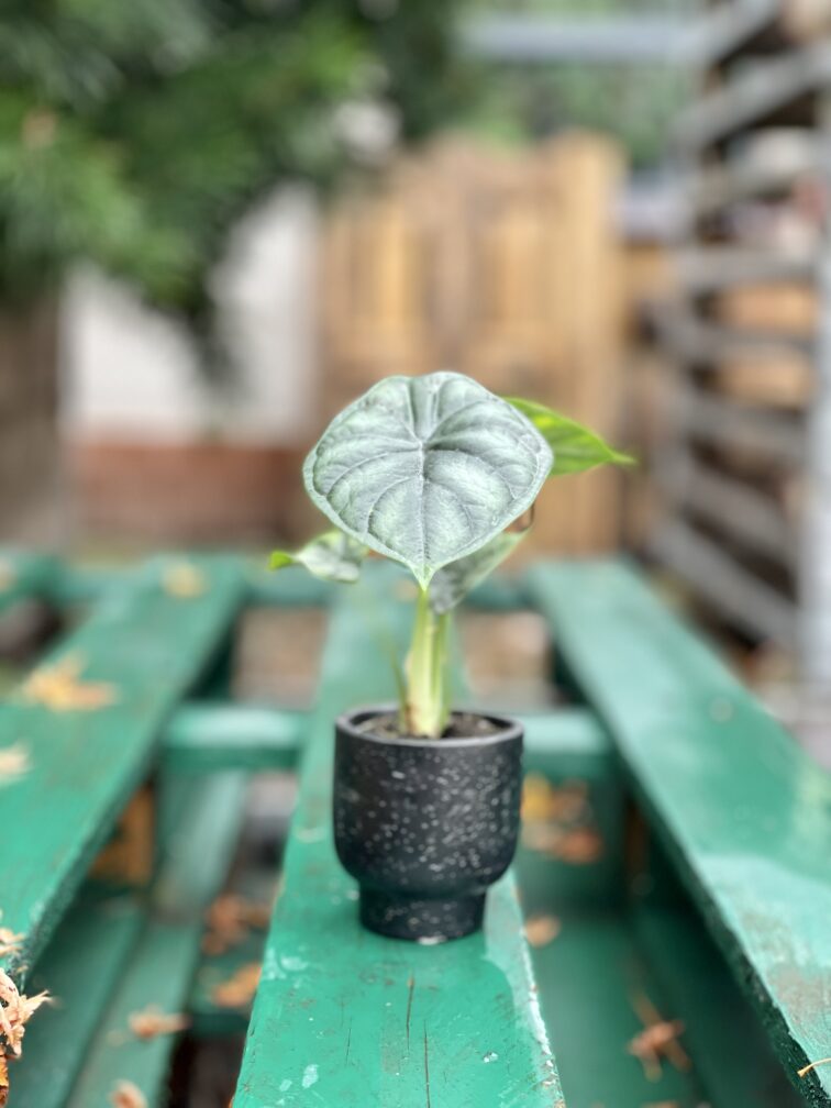 Zdjęcie rosliny doniczkowej Alocasia Dragon Scale, ujęcie 2
