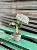 Zdjęcie rosliny doniczkowej Alocasia Dragon Scale, ujęcie 4