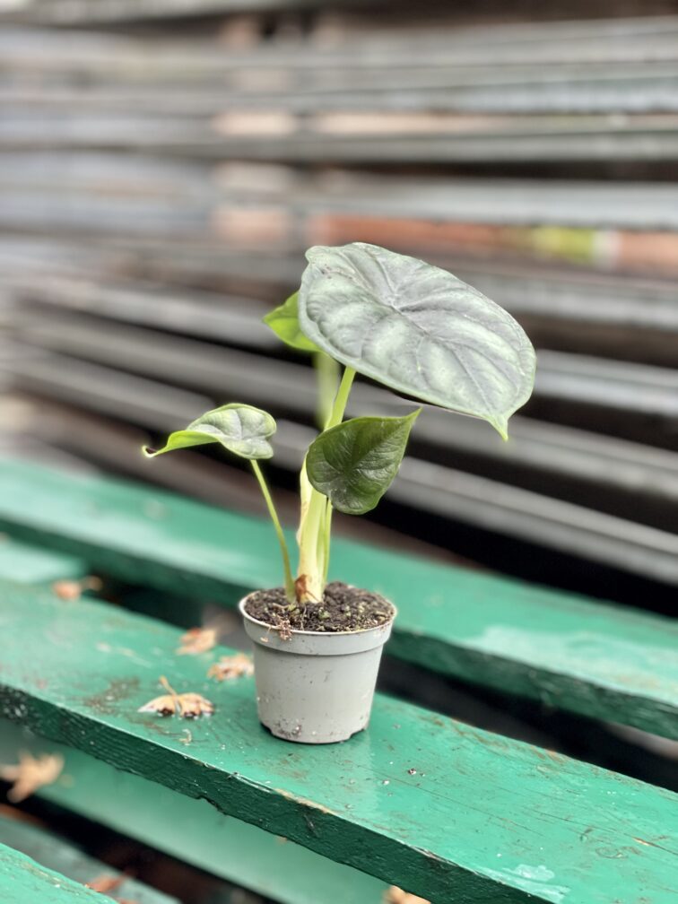 Zdjęcie rosliny doniczkowej Alocasia Dragon Scale, ujęcie 4