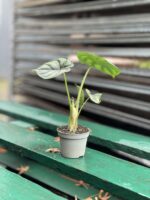 Zdjęcie rosliny doniczkowej Alocasia Dragon Scale, ujęcie 5