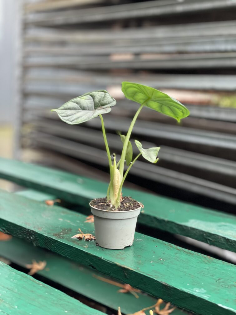 Zdjęcie rosliny doniczkowej Alocasia Dragon Scale, ujęcie 5