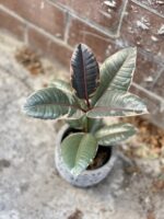 Zdjęcie rosliny doniczkowej Ficus Belize, ujęcie 1