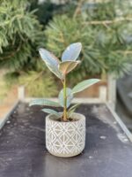 Zdjęcie rosliny doniczkowej Ficus Belize, ujęcie 2