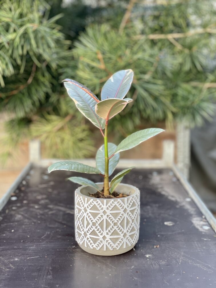 Zdjęcie rosliny doniczkowej Ficus Belize, ujęcie 2