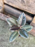 Zdjęcie rosliny doniczkowej Ficus Belize, ujęcie 3