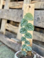 Zdjęcie rosliny doniczkowej Monstera dubia, ujęcie 1