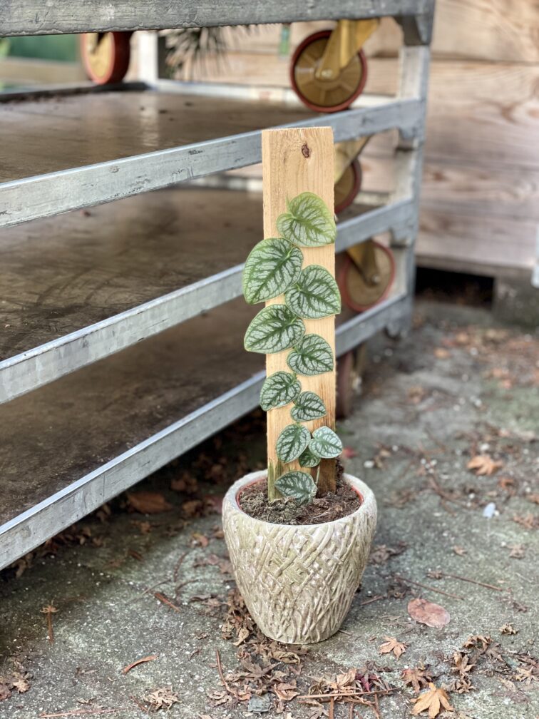 Zdjęcie rosliny doniczkowej Monstera dubia, ujęcie 2