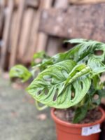 Zdjęcie rosliny doniczkowej Monstera Monkey Mask, ujęcie 4
