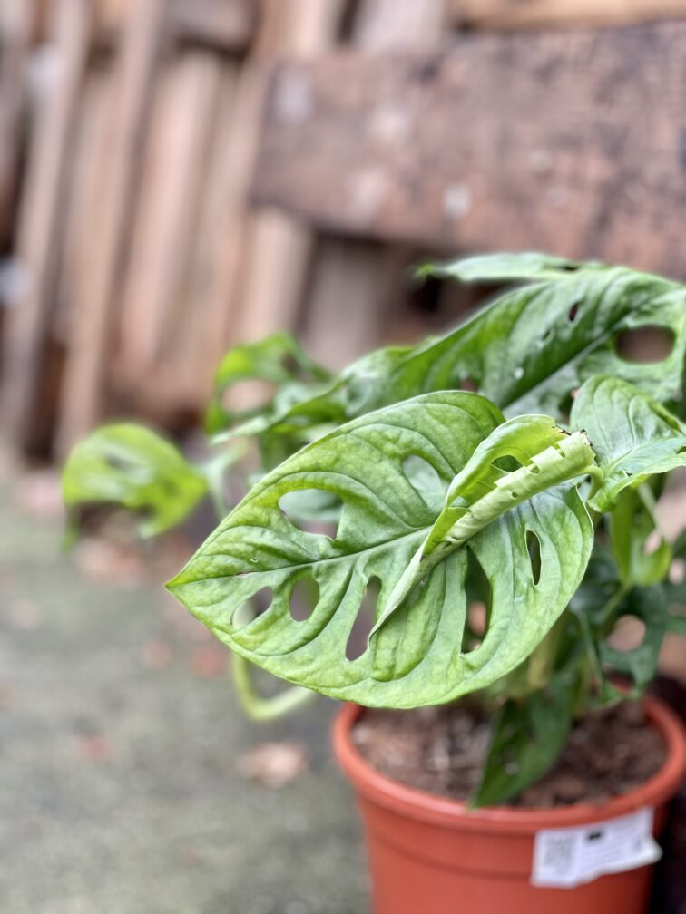 Zdjęcie rosliny doniczkowej Monstera Monkey Mask, ujęcie 4