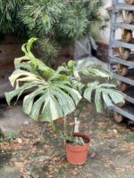 Zdjęcie rosliny doniczkowej Monstera Thai Constellation 1, ujęcie 1