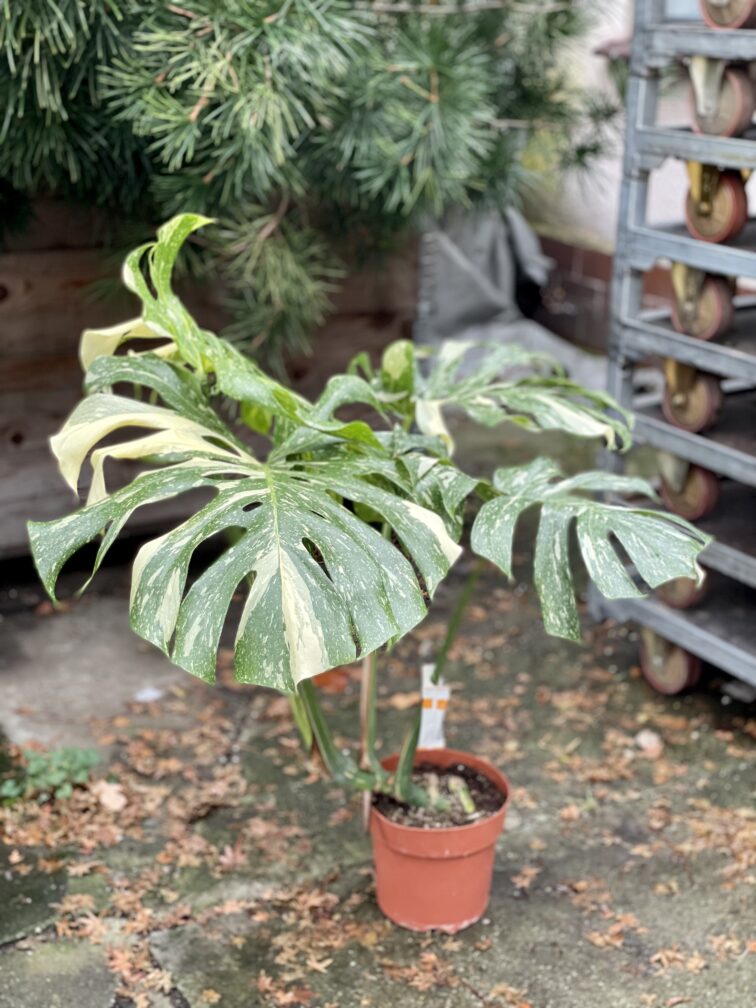 Zdjęcie rosliny doniczkowej Monstera Thai Constellation 1, ujęcie 1