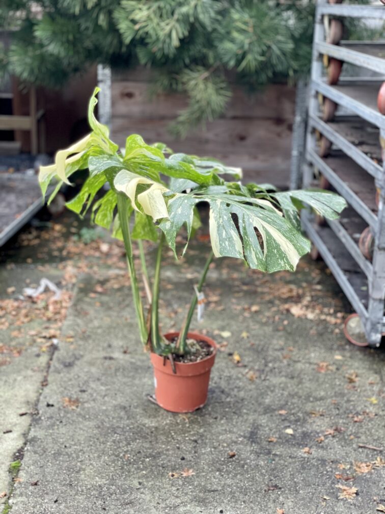 Zdjęcie rosliny doniczkowej Monstera Thai Constellation 1, ujęcie 2
