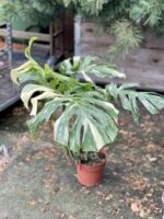 Zdjęcie rosliny doniczkowej Monstera Thai Constellation 1, ujęcie 3
