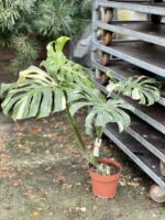 Zdjęcie rosliny doniczkowej Monstera Thai Constellation 1, ujęcie 4