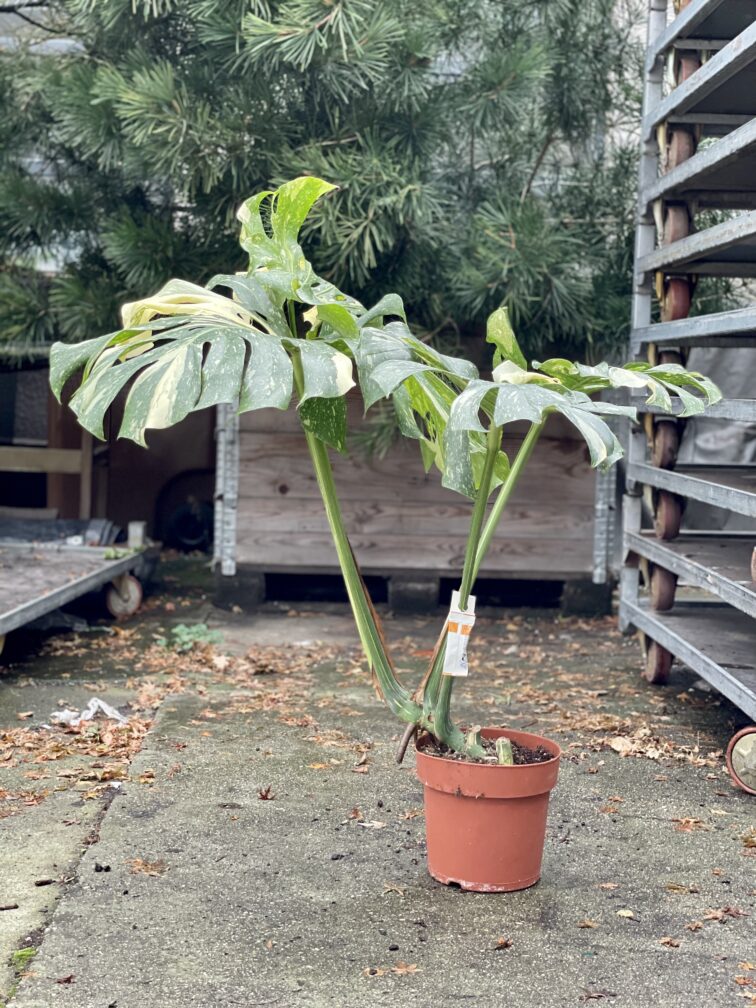 Zdjęcie rosliny doniczkowej Monstera Thai Constellation 1, ujęcie 5