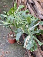 Zdjęcie rosliny doniczkowej Monstera Thai Constellation 2, ujęcie 1