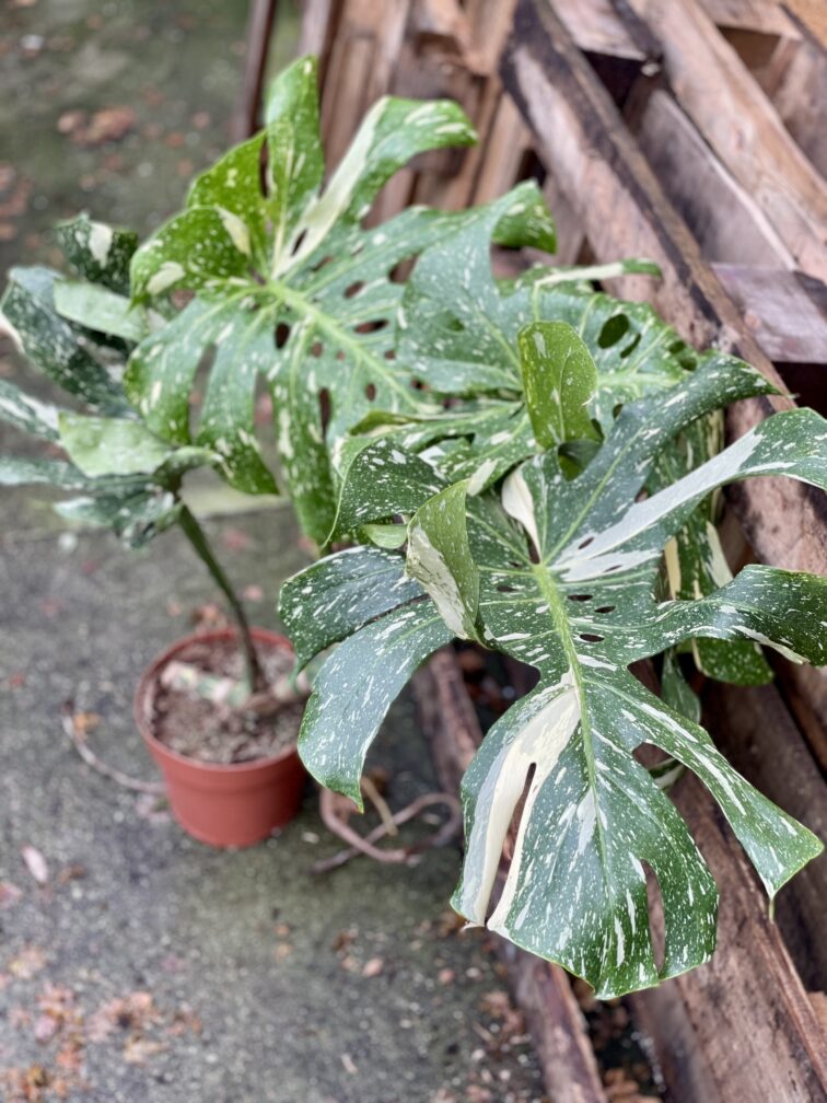Zdjęcie rosliny doniczkowej Monstera Thai Constellation 2, ujęcie 1