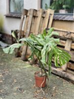 Zdjęcie rosliny doniczkowej Monstera Thai Constellation 2, ujęcie 2