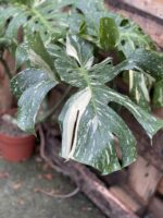 Zdjęcie rosliny doniczkowej Monstera Thai Constellation 2, ujęcie 3