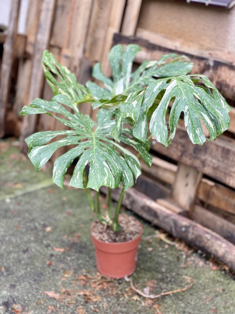 Zdjęcie rosliny doniczkowej Monstera Thai Constellation 3, ujęcie 1