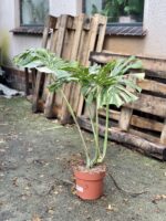 Zdjęcie rosliny doniczkowej Monstera Thai Constellation 3, ujęcie 2