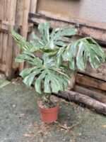 Zdjęcie rosliny doniczkowej Monstera Thai Constellation 3, ujęcie 3