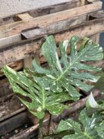 Zdjęcie rosliny doniczkowej Monstera Thai Constellation 3, ujęcie 4