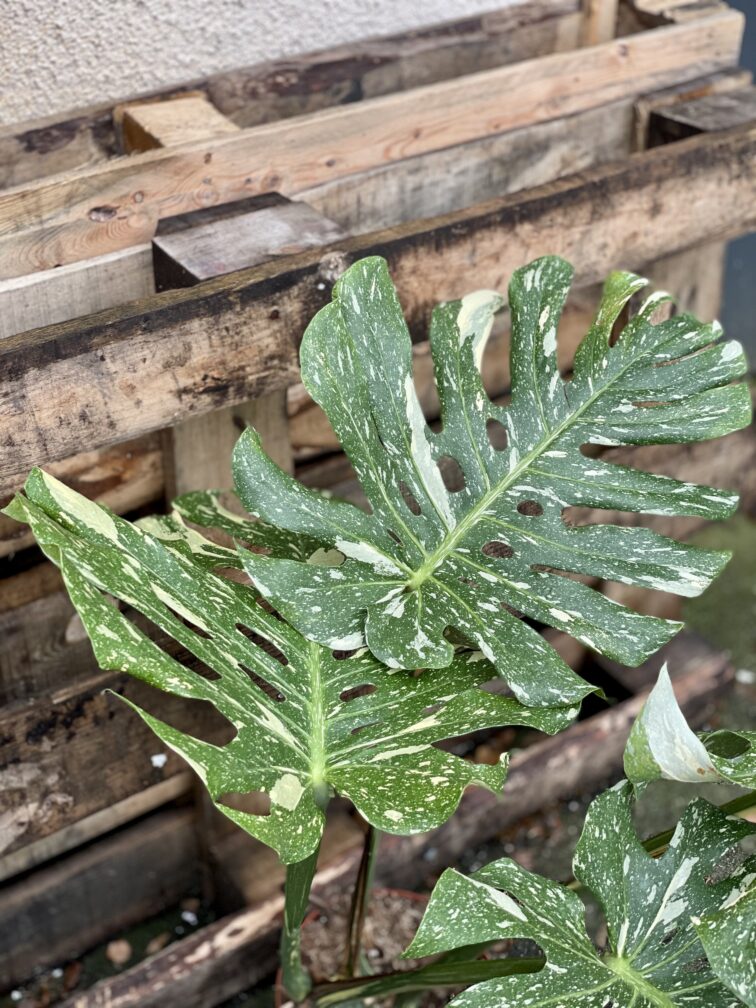 Zdjęcie rosliny doniczkowej Monstera Thai Constellation 3, ujęcie 4