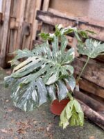 Zdjęcie rosliny doniczkowej Monstera Thai Constellation 4, ujęcie 1