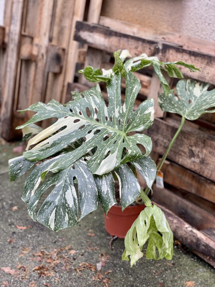 Zdjęcie rosliny doniczkowej Monstera Thai Constellation 4, ujęcie 1