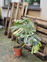 Zdjęcie rosliny doniczkowej Monstera Thai Constellation 4, ujęcie 2