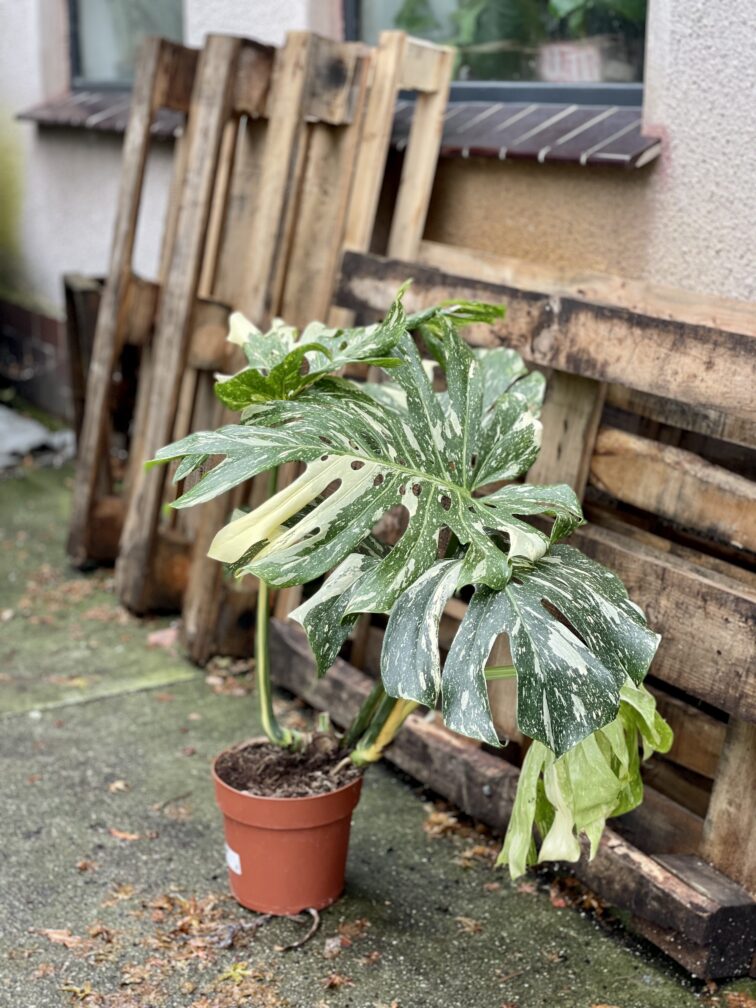 Zdjęcie rosliny doniczkowej Monstera Thai Constellation 4, ujęcie 2