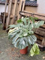 Zdjęcie rosliny doniczkowej Monstera Thai Constellation 4, ujęcie 3