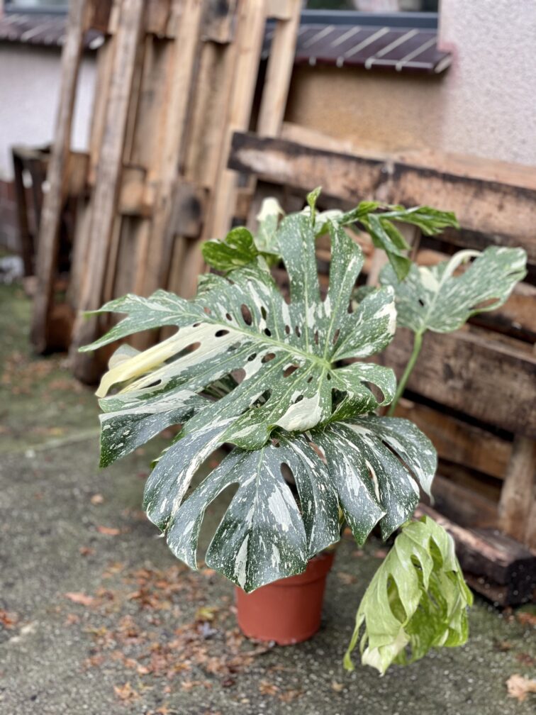 Zdjęcie rosliny doniczkowej Monstera Thai Constellation 4, ujęcie 3