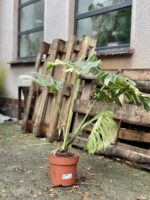 Zdjęcie rosliny doniczkowej Monstera Thai Constellation 4, ujęcie 5